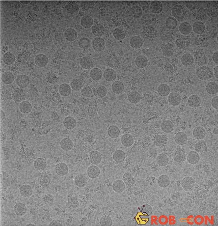 Những hình ảnh 2 chiều của virus Zika, chụp dưới kính hiển vi điện tử