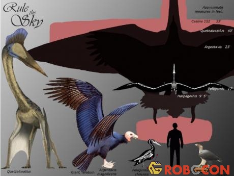 So sánh kích thước các loài chim cổ đại.