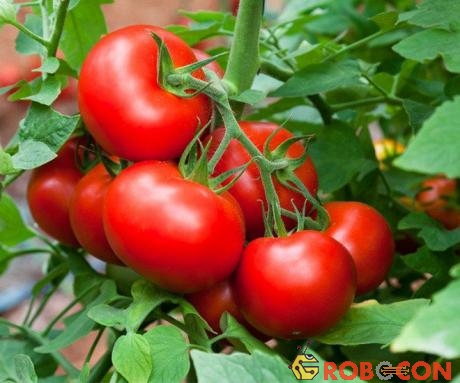 Cà chua chắc chắn là hoa quả vì nó chứa hạt.