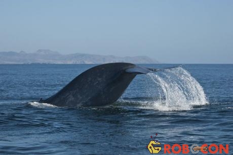 Cá voi xanh xuất hiện ở Biển Đỏ