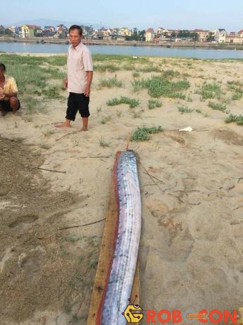Liên tục mấy ngày nay xác cá mái chèo liên tục dạt vào bờ biển Quảng Bình - Hà Tĩnh.