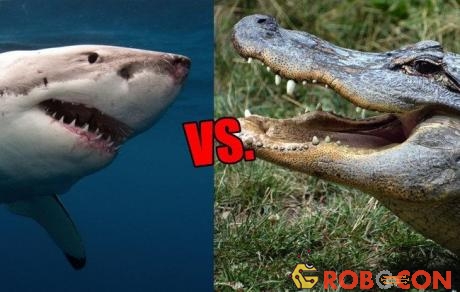 Cá sấu và cá mập, con nào sẽ thắng?