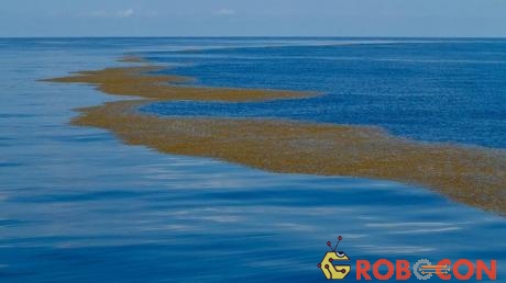 Điểm giúp du khách phát hiện ra được họ đã đến biển Sargasso chính là lượng lớn tảo nâu nổi trên mặt nước.
