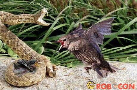Chim mẹ bất lực khi thấy con bị rắn kịch độc ăn thịt.
