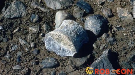 Việc tìm kiếm hóa thạch cây cũng không dễ dàng vì chúng thường rất khó thấy và đã lẫn vào trong đá. 