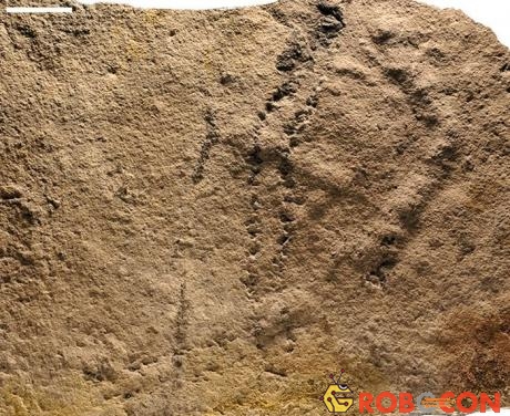 Dấu chân hóa thạch động vật cổ nhất được tìm thấy ở Trung Quốc. 