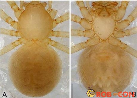 Loài nhện Pinelema huoyan sp.nov. được phát hiện ở hang Nước Nứt