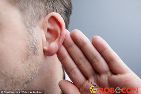 Do tổn thương các tế bào lông mảnh mai trong ốc tai mà bệnh khiếm thính phát triển 