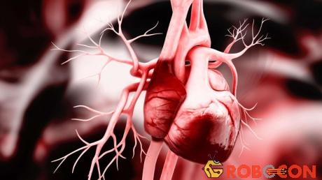 Trước khi có phát hiện của các nhà khoa học Đức, khoa học vẫn chưa hiểu rõ về quá trình hình thành trái tim ở phôi thai