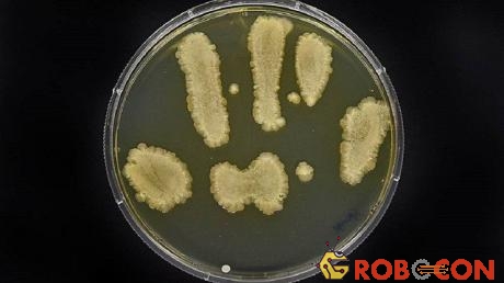 Vi khuẩn trong miếng bọt biển rửa chén tại một phòng đựng thức ăn