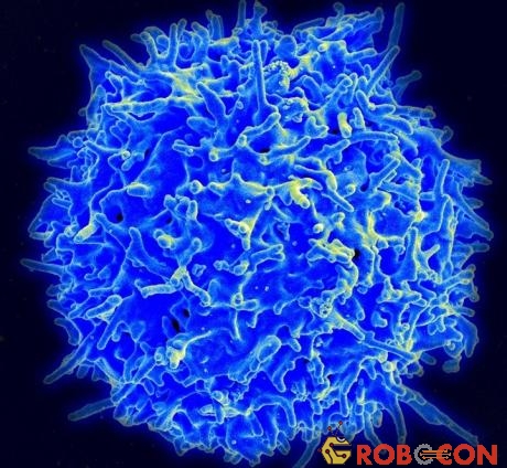 Chức năng quan trọng nhất của tế bào T là làm sạch virus cúm ra khỏi phổi. 