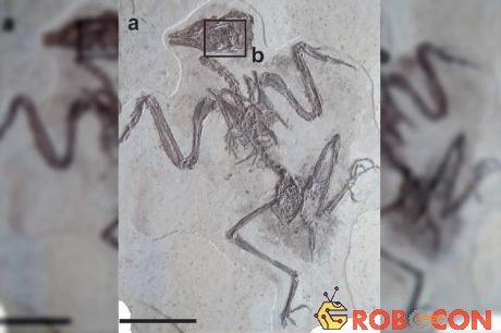 Mẫu hóa thạch chim cổ đại được tìm thấy ở Liêu Ninh (Trung Quốc).