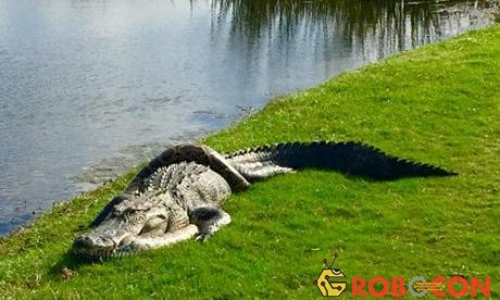 Cá sấu và trăn mốc trong tư thế kỳ lạ trên sân golf. 