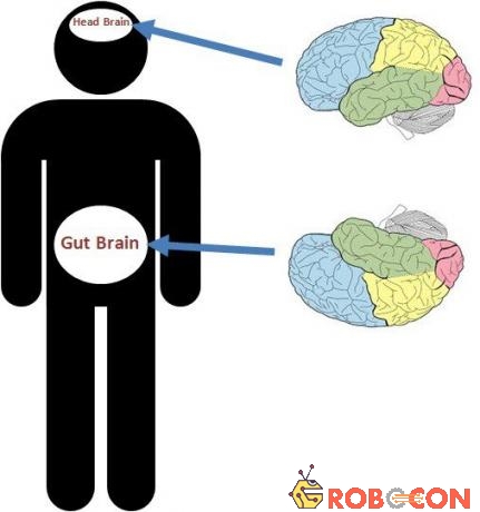 Con người có hai bộ não