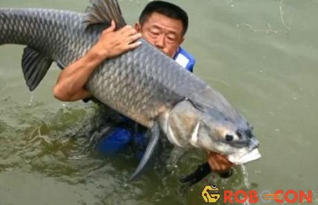 Con cá chép nặng 75kg vừa cắn câu của ngư dân Trung Quốc.