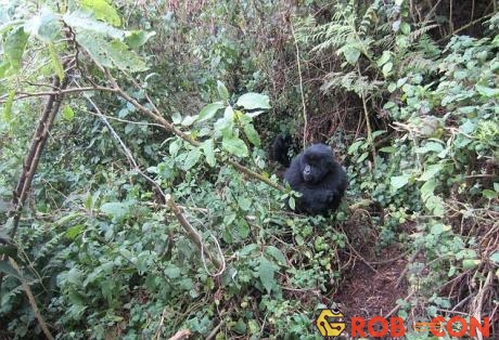 Hai chú khỉ đột trẻ ở Rwanda được ghi nhận đang phá bẫy của bọn săn trộm