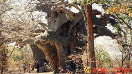 Panke, cây bao báp lâu đời nhất ở châu Phi hiện đã chết