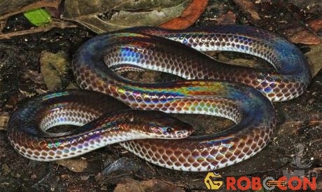 Điểm đặc biệt nhất ở loài rắn này đó chính là chúng sở hữu lớp vảy ngũ sắc