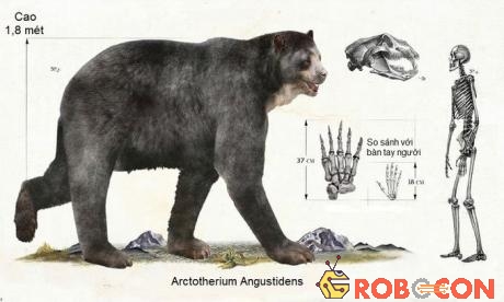 Loài họ hàng tiền sử đồ sộ của gấu nâu, Arctotherium angustidens