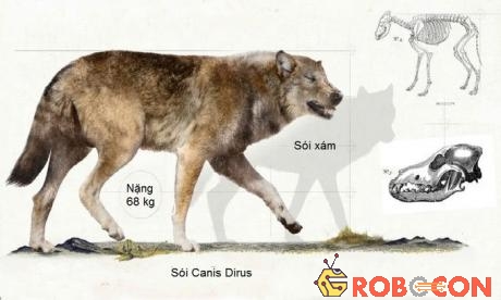 Tên gọi của loài sói Canis Dirus có nghĩa là 