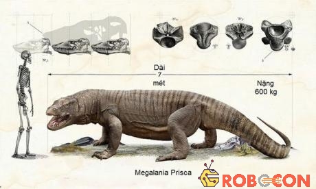 Ghi chép hóa thạch chỉ ra loài thằn lằn thuở sơ khai, Megalania prisca, dài 7 mét.