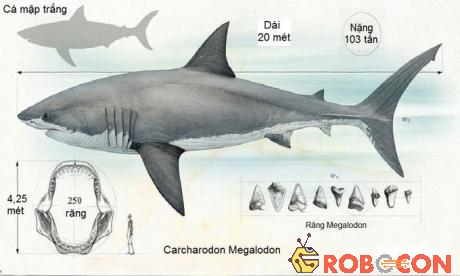 Cá mập Megalodon