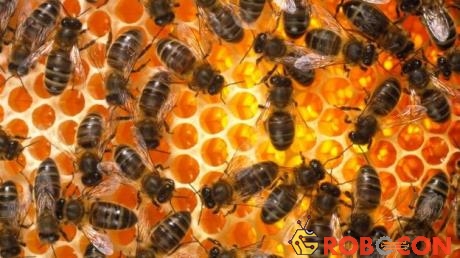 Có đến 371.191.500 con giống ong mật được sinh ra mỗi ngày.
