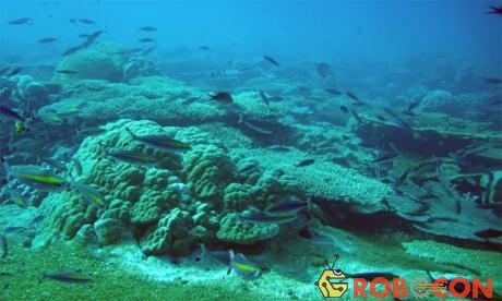 Sự biến mất các rạn san hô trên thế giới có thể khiến bão lũ nguy hiểm gấp 2-4 lần hiện nay