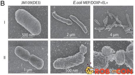 Loại E. coli mới đã làm rất tốt trong môi trường sống của petri.