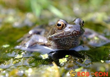 Khả năng sinh sản của ếch bị ảnh hưởng bởi việc sử dụng thuốc trừ sâu tràn lan 