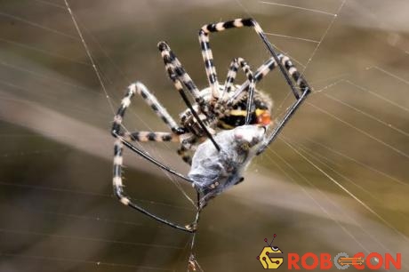 Thật may chẳng mấy loài nhện có độc đủ mạnh để gây ảnh hưởng đến sức khỏe của con người.