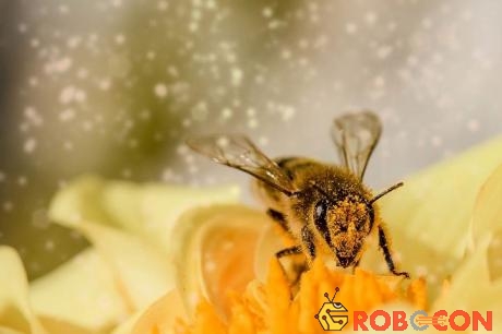 Ong có thể là loài côn trùng đặc biệt hiểu được khái niệm phức tạp về con số 