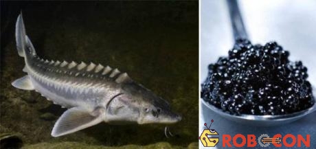 Trứng cá tầm Beluga caviar