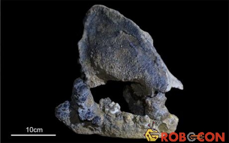 Một mảnh hóa thạch gấu trúc khổng lồ cổ xưa được tìm thấy ở Trung Quốc. 