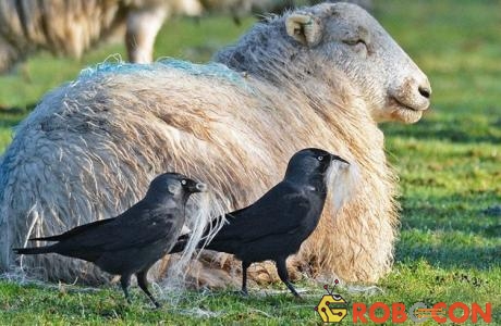 Những con quạ ranh mãnh đã bí mật rút lông con cừu một cách nhẹ nhàng nhất có thể