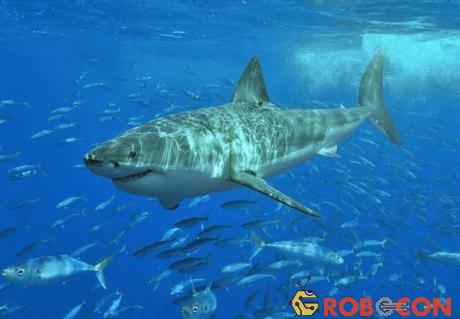 Đừng quên là cá mập trắng - sát thủ đại dương - cũng luôn tuần hành ở bờ biển nước Úc...