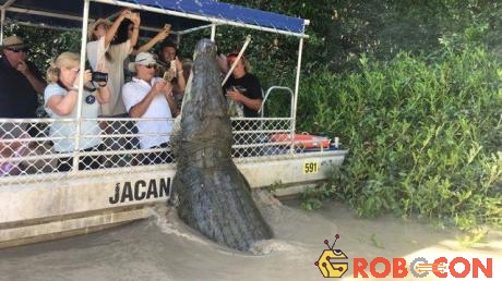 Cá sấu dài 6m chồm lên tấn công du khách...