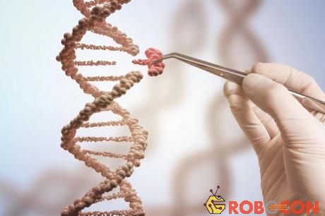 Chúng ta có thể cắt một đoạn rất nhỏ trong chuối ADN, và thay vào loại ADN đã được chỉnh sửa theo mong muốn.