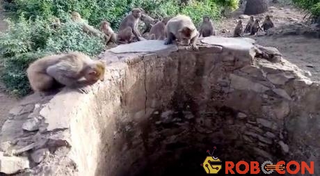 Đàn khỉ liên tục tạo tiếng động và nhảy lên trên thành giếng ở Rajasthan.