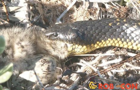 Một con rắn hổ đen đủi bị mòng biển mổ mù mắt.