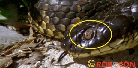 Một con rắn hổ bị mù mắt hoàn toàn.