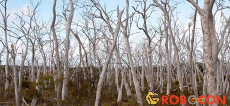 Bạch đàn manna gum - loại cây ưa thích của Koala đang dần bị trụi sạch vì chúng ăn quá nhiều.