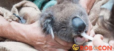 Gấu Koala đã quen ăn lá manna gum quá lâu rồi, nên việc thay đổi tập tính là không dễ. 