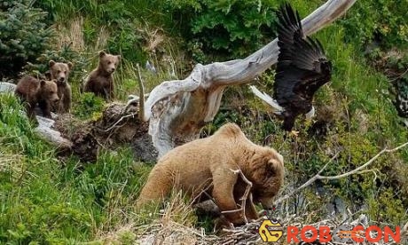 Gấu nâu chật vật trốn đòn tấn công của đại bàng mẹ. 