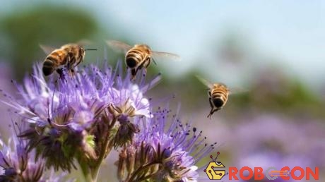 Ong tham gia tìm mật trong một thời gian dài hay ở tần suất cao sẽ bị suy giảm khả năng học các mùi vị mới.