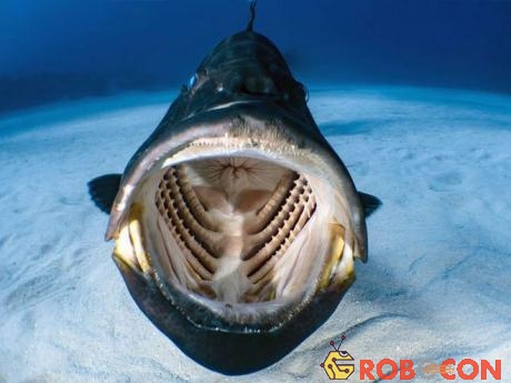 Hình ảnh bên trong miệng một chú cá khổng lồ đang ngoác mồm.