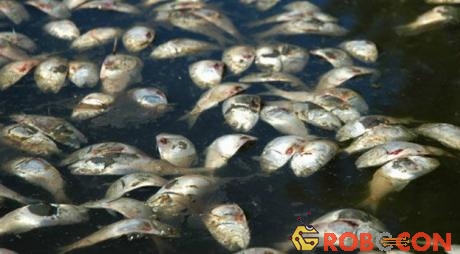 Tảo độc bùng nổ khiến cá chết hàng loạt.