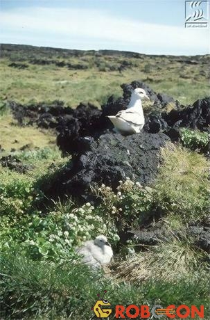 Hải âu fulmar và chim guillemot là hai trong số những loài động vật có mặt trước tiên trên Surtsey.