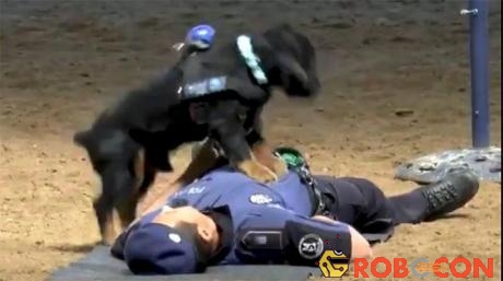 Chú chó Poncho thể hiện kỹ năng CPR.