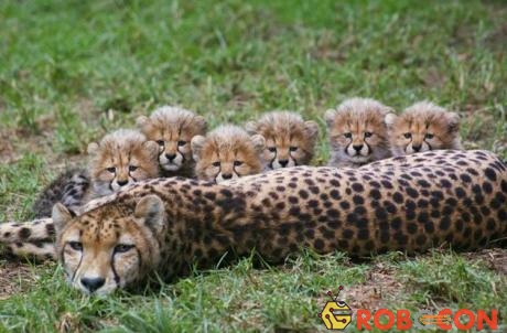Báo đốm tại Kenya đang gặp rắc rối khi nuôi con.